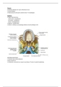 Anatomy - Pharynx