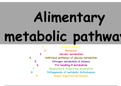 Alimentary metabolic pathways
