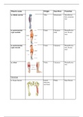 Summary/overview muscles and bones bbs1004