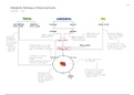 Metabolic Pathways of Macronutrients