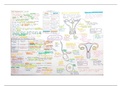 Human Reproduction Mind map