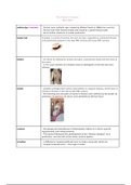 Fashion in Context - Study Guide