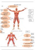The muscular system P3, P4, M1, D1