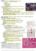 Histology of Cartilage 