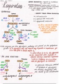 Biology AQA A-level - CH12 Respiration - (Year 2) A2 A4 NOTES