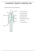 LYMPHATIC SYSTEM-VIRGINIA COLLEGE, MONTGOMERY: GRADED A