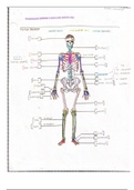 SPORTS MED 2: Human Skeleton Terminology