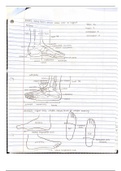 SPORTS MED 2: Handwritten Notes with Drawings: Anatomy of the Foot