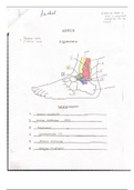 SPORTS MED 2: Diagram of Medial and Lateral Ankle Ligaments