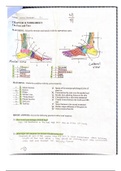 SPORTS MED 2: Chapter 14 Worksheet: Anatomy of the Foot