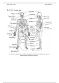 unit 1 p1 anatomy and physiology (skeletal system)