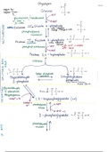 Glycolysis - detailed 