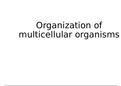 The organisation of multicellular organism's