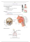 Respiratory Anatomy Lecture Notes (FULL)