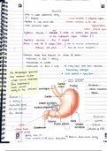 Anatomy of the Abdomen 