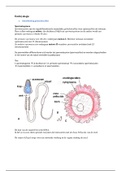 Embryologie OVV-1