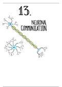 neuronal communication in mammals