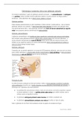 Trato gastrointestinal parte 1 - PT/PT
