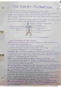 Hand-written notes on human physiology, spanning the kidneys, digestive system and bones. Second year course of the Biomedical Science (Hons) undergraduate degree. 