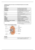 Vergelijkende anatomie van de nieren, het vrouwelijk geslachtsapparaat en het mannelijk geslachtsapparaat 