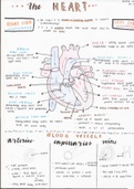 AQA GCSE Biology - the heart summary diagram