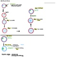 schematische samenvatting fases van de embryologische ontwikkeling 