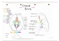Cranial Nerves Summary 
