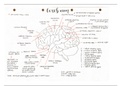Cranial nerves and neuroanatomy summary 