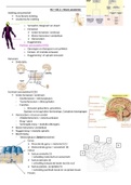 HC : neuro anatomie