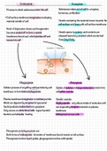 Cells and cell physiology