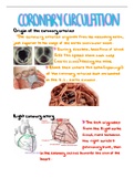 Coronary circulation 