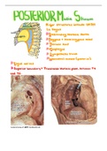 Posterior mediastinum anatomy 