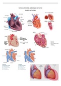 Samenvatting  Cardiologie  (klinische zorgtrajecten 2)