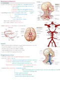 Cerebrale bloedvoorziening (anatomie en fysiologie)