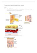 Optometrie en orthoptie leerjaar 1 blok D