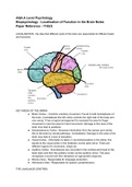 Localisation of Function in the Brain - A Level Psychology