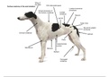 Canine anatomy 