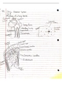 Chapter 6 The Skeletal System Notes (BSC 250) 
