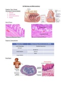 GI Histology and Pathology
