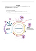 Ciclo de la célula - Resumen con imágenes 