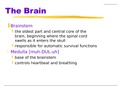 Collin College PSY 2301 The Brain Presentation