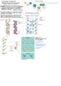 IB Biology HL 2.6 Structure of DNA & RNA