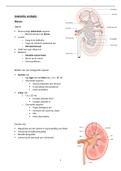 Samenvatting anatomie urologie