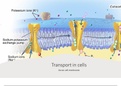 Chapter 4 - Transport across cell membranes