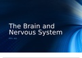 PSY 402 Topic 2 Assignment, Brain and Nervous System Presentation